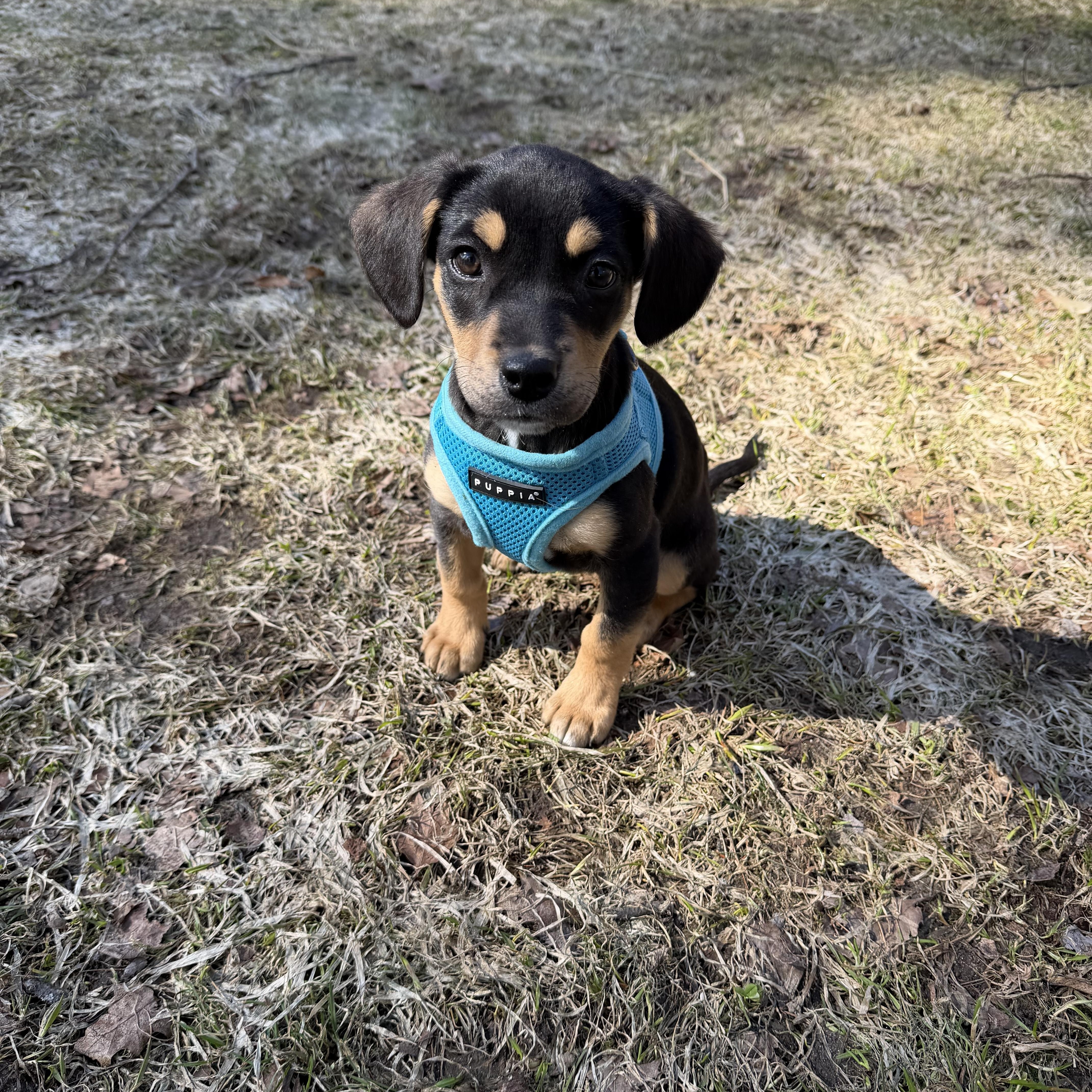 Enlarge Clare, a ADOPTABLE mixed breed in Billerica, MA image 6/6