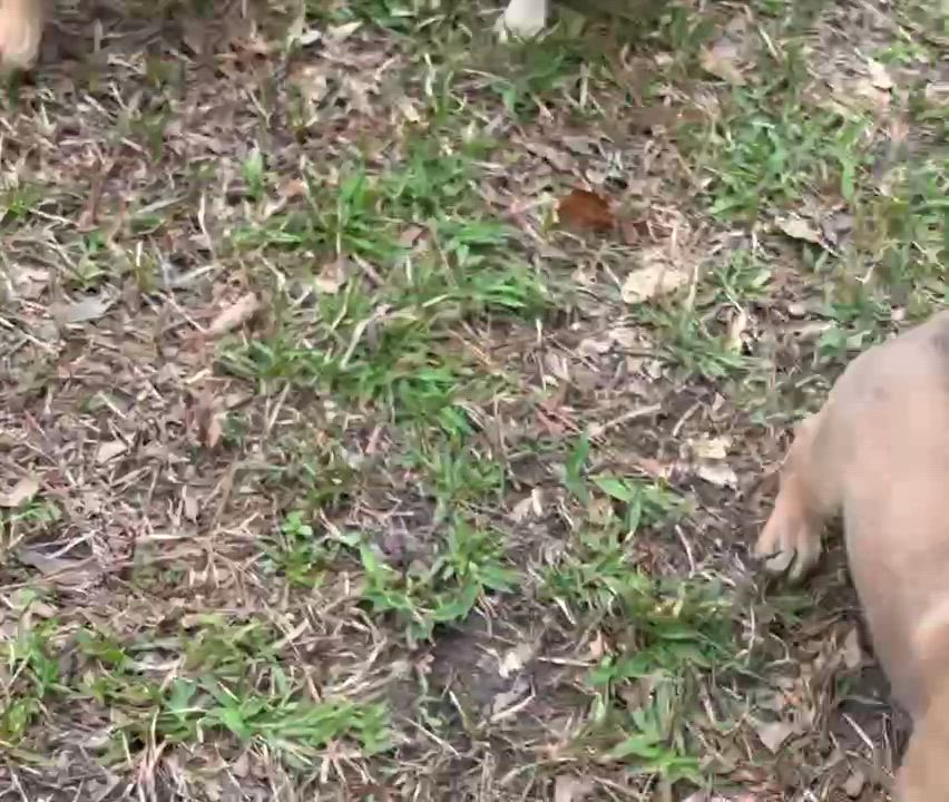 Enlarge Clare, a ADOPTABLE mixed breed in Billerica, MA video 5/6