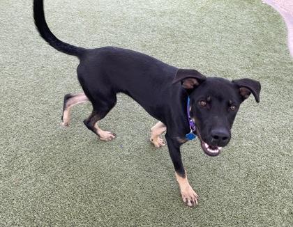 Enlarge Stilton, a Adoptable mixed breed in Phoenix, AZ image 1/3