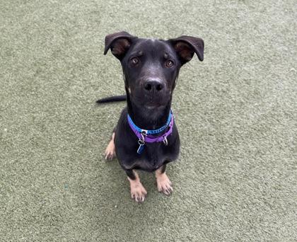 Enlarge Stilton, a Adoptable mixed breed in Phoenix, AZ image 2/3