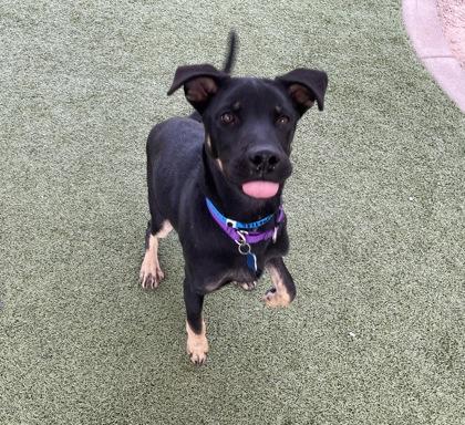 Enlarge Stilton, a Adoptable mixed breed in Phoenix, AZ image 3/3