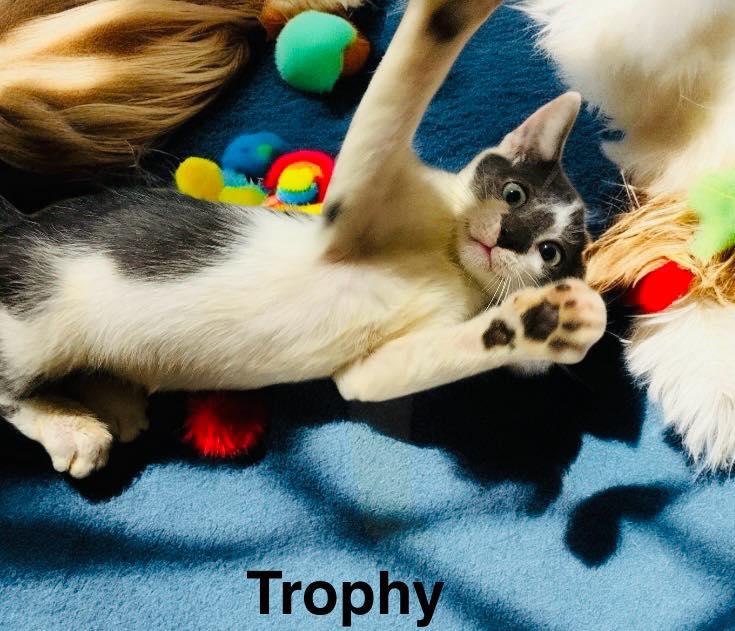 Trophy, Adoptable, Young Male Domestic Short Hair.