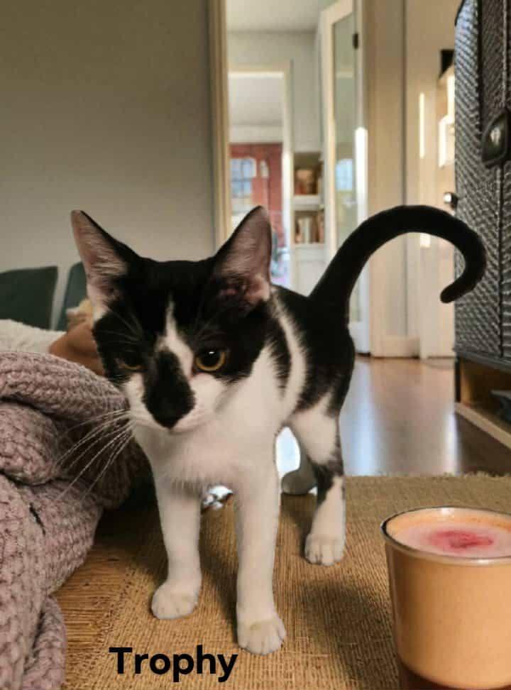 Trophy, Adoptable, Young Male Domestic Short Hair.