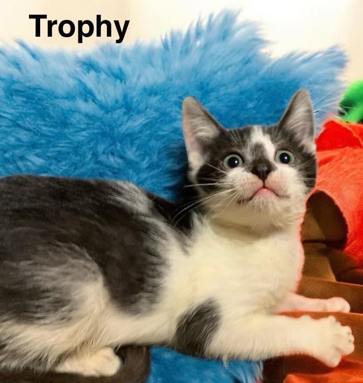 Enlarge Trophy, a Adoptable mixed breed in Lakeland, FL image 3/3