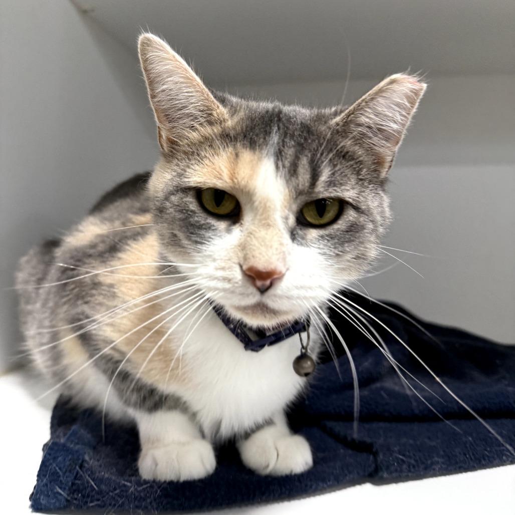 Maya, Adoptable, Adult Female Domestic Medium Hair.