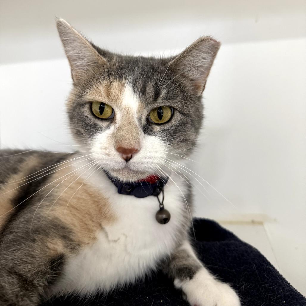 Enlarge Maya, a Adoptable Domestic Medium Hair in Muscatine, IA image 3/4