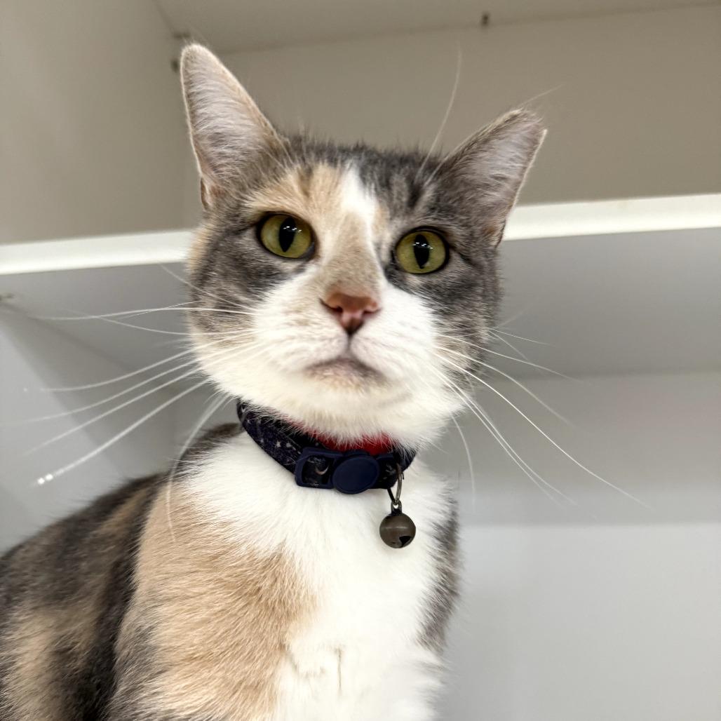 Enlarge Maya, a Adoptable Domestic Medium Hair in Muscatine, IA image 4/4