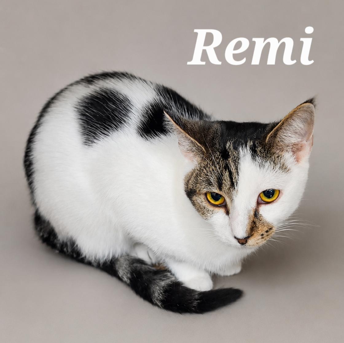 Remi, a Adoptable Domestic Short Hair in Monroeville, PA image 1/2