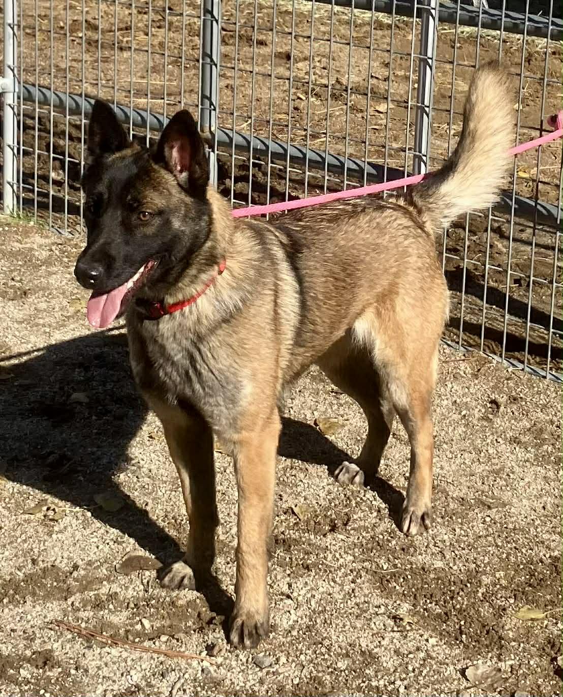 Paris, a Adoptable Belgian Shepherd / Malinois in Vancouver, WA image 1/6