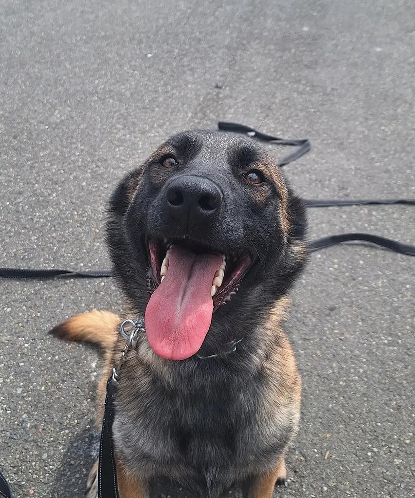 Paris, Adoptable, Adult Female Belgian Shepherd / Malinois.