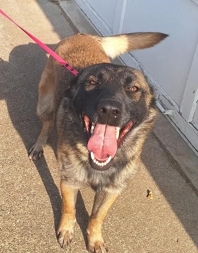 Paris, a Adoptable Belgian Shepherd / Malinois in Vancouver, WA image 2/6