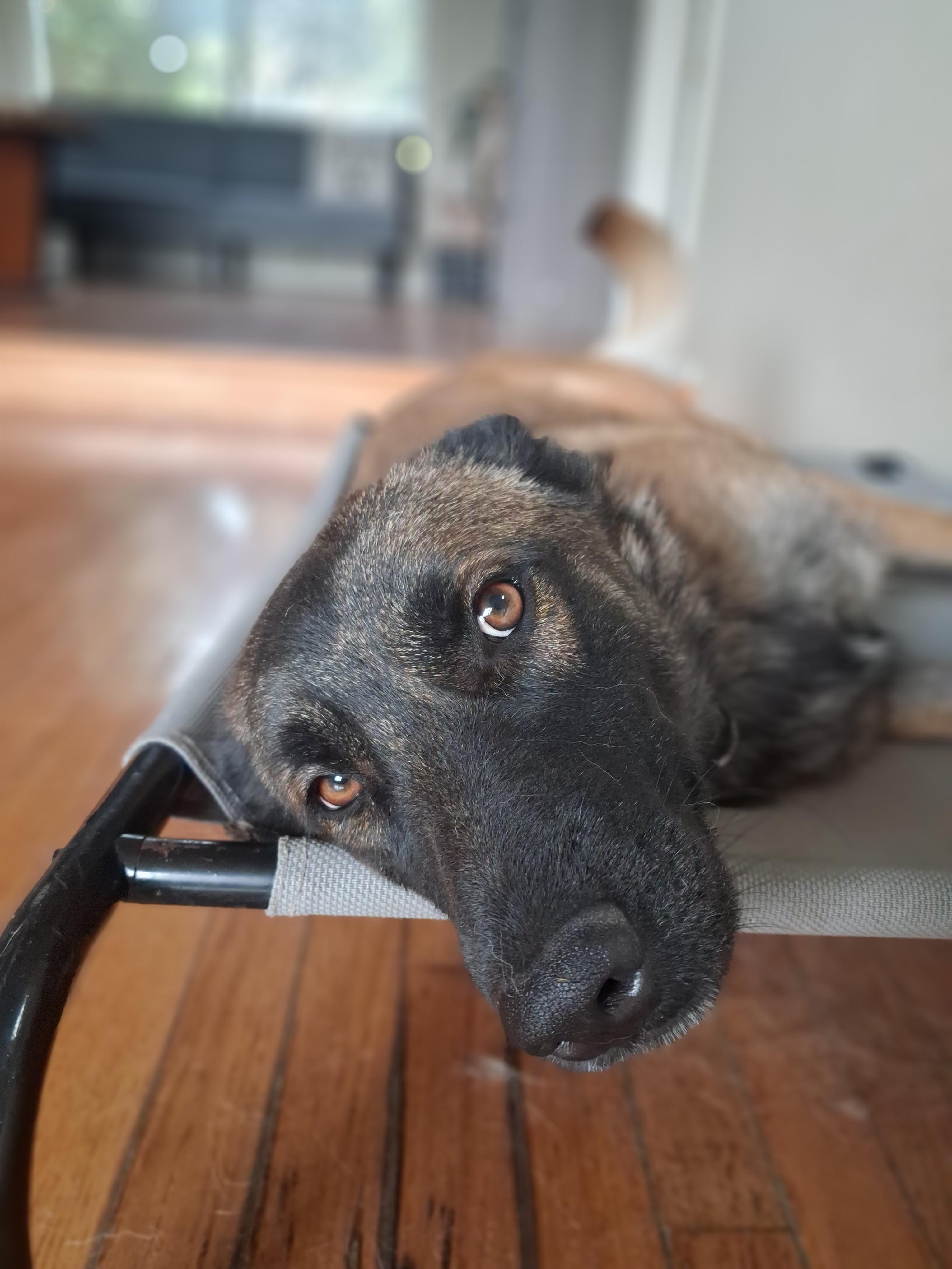 Paris, a Adoptable Belgian Shepherd / Malinois in Vancouver, WA image 3/6