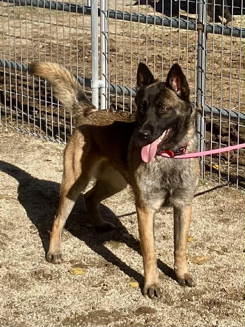 Paris, a Adoptable Belgian Shepherd / Malinois in Vancouver, WA image 2/6