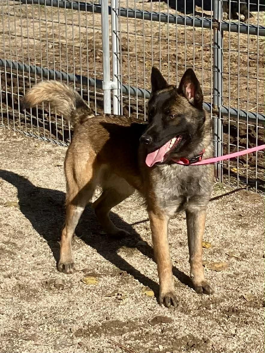 Paris, a Adoptable Belgian Shepherd / Malinois in Vancouver, WA image 3/6