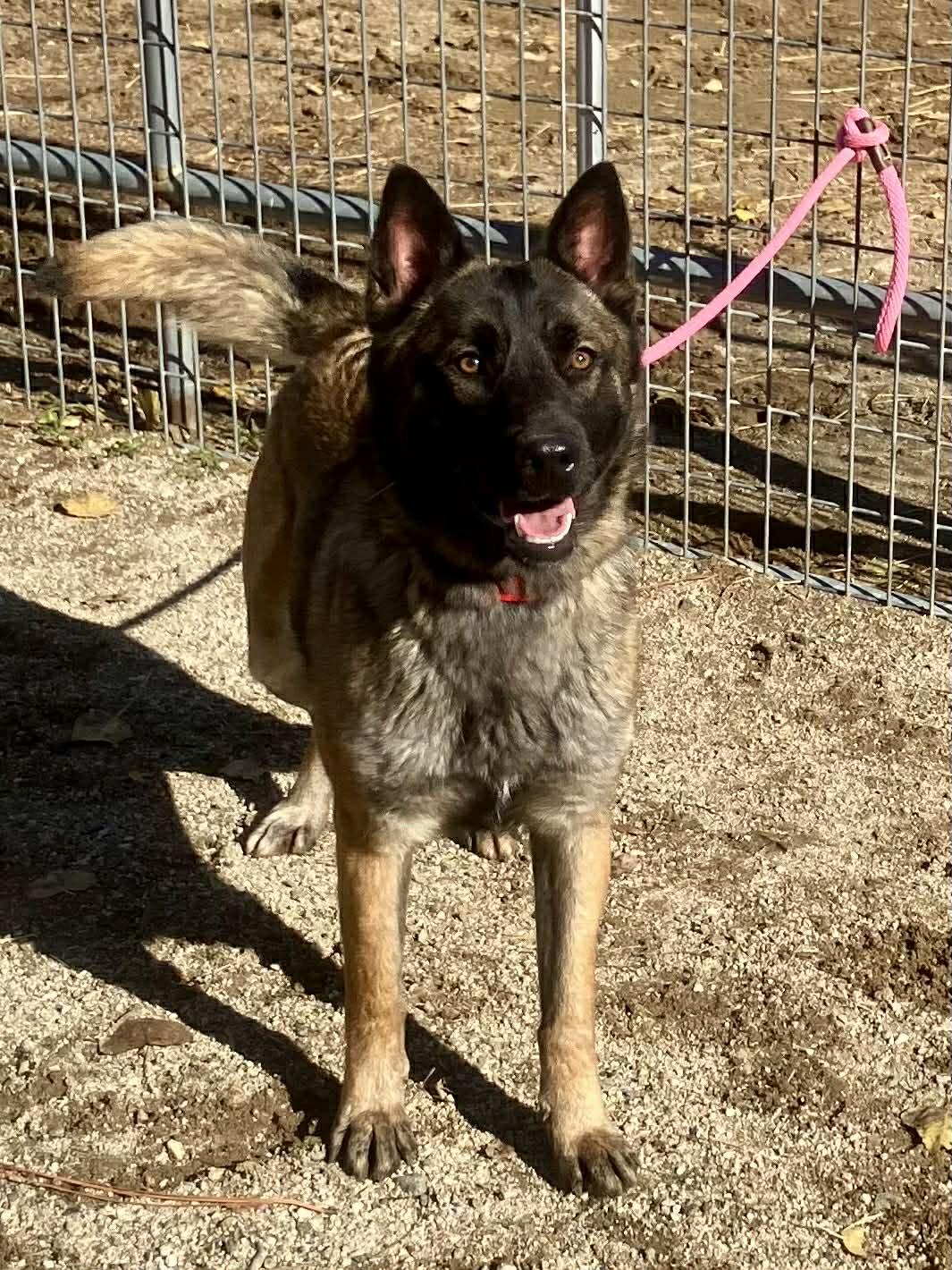 Paris, a Adoptable Belgian Shepherd / Malinois in Vancouver, WA image 4/6