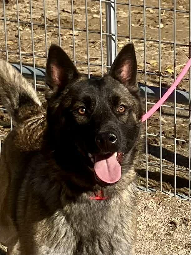 Paris, a Adoptable Belgian Shepherd / Malinois in Vancouver, WA image 5/6
