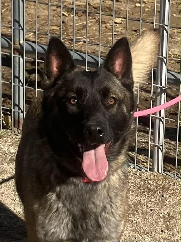 Paris, a Adoptable Belgian Shepherd / Malinois in Vancouver, WA image 6/6