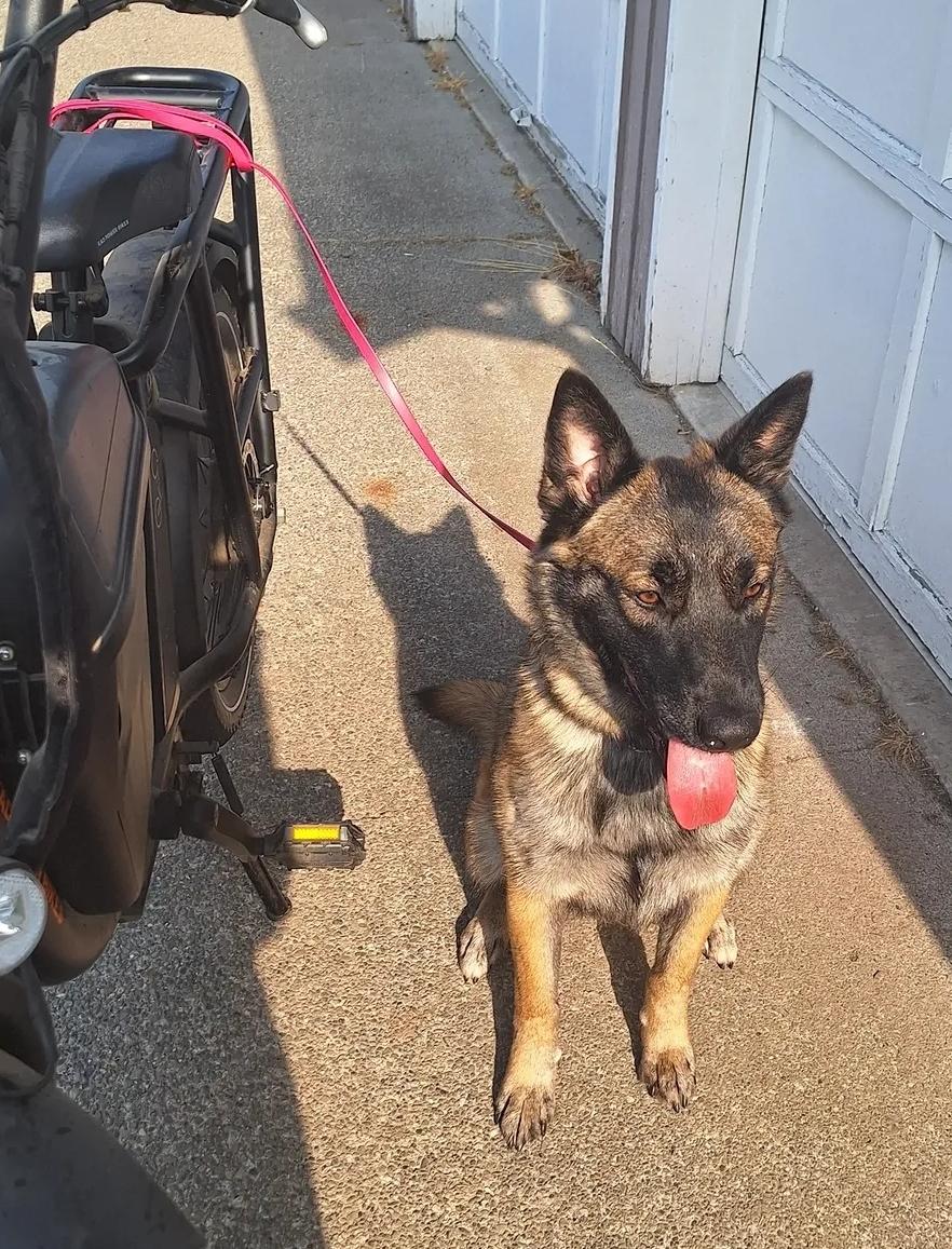 Paris, a Adoptable Belgian Shepherd / Malinois in Vancouver, WA image 6/6
