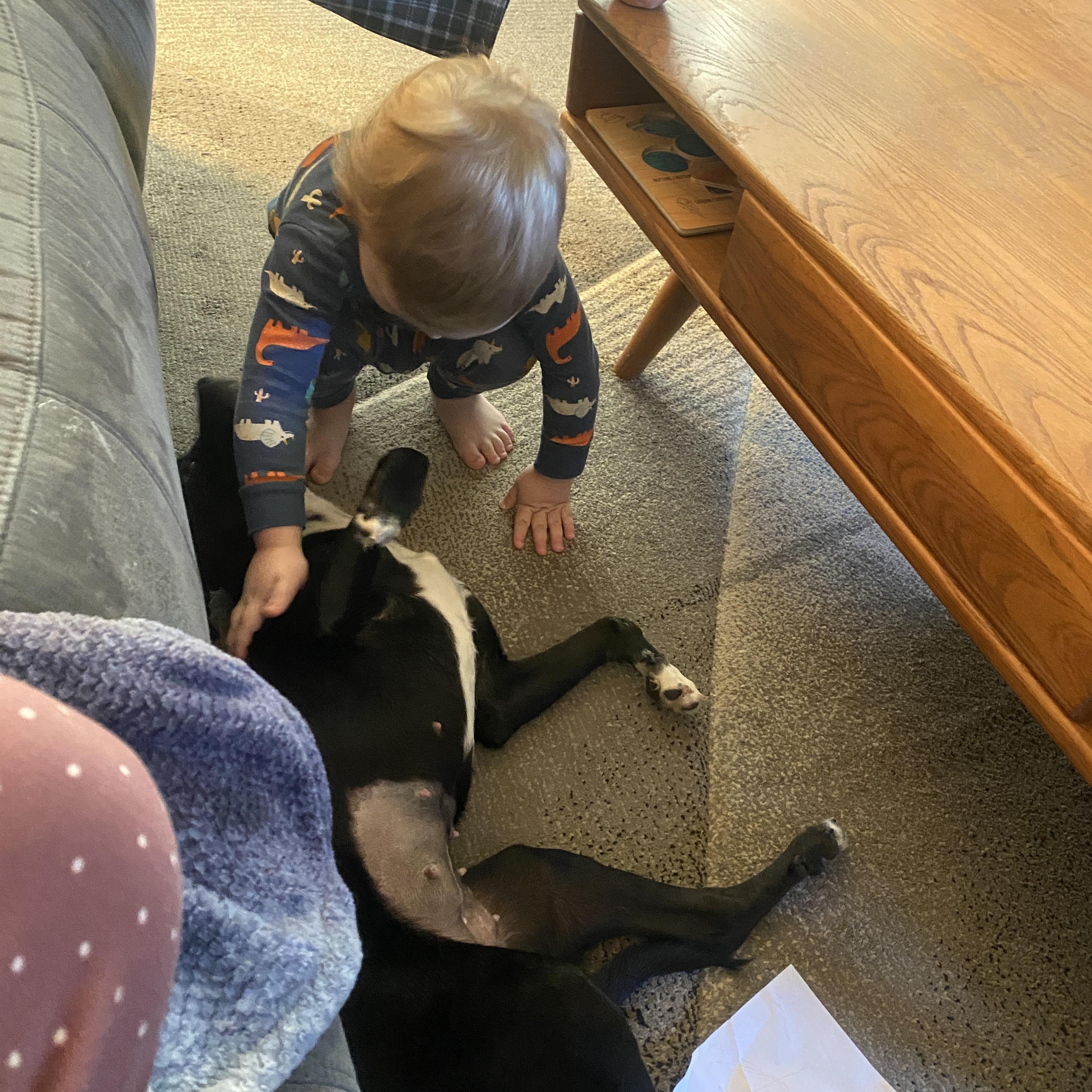 Chiquita, a Adopted mixed breed in Atascadero, CA image 1/6