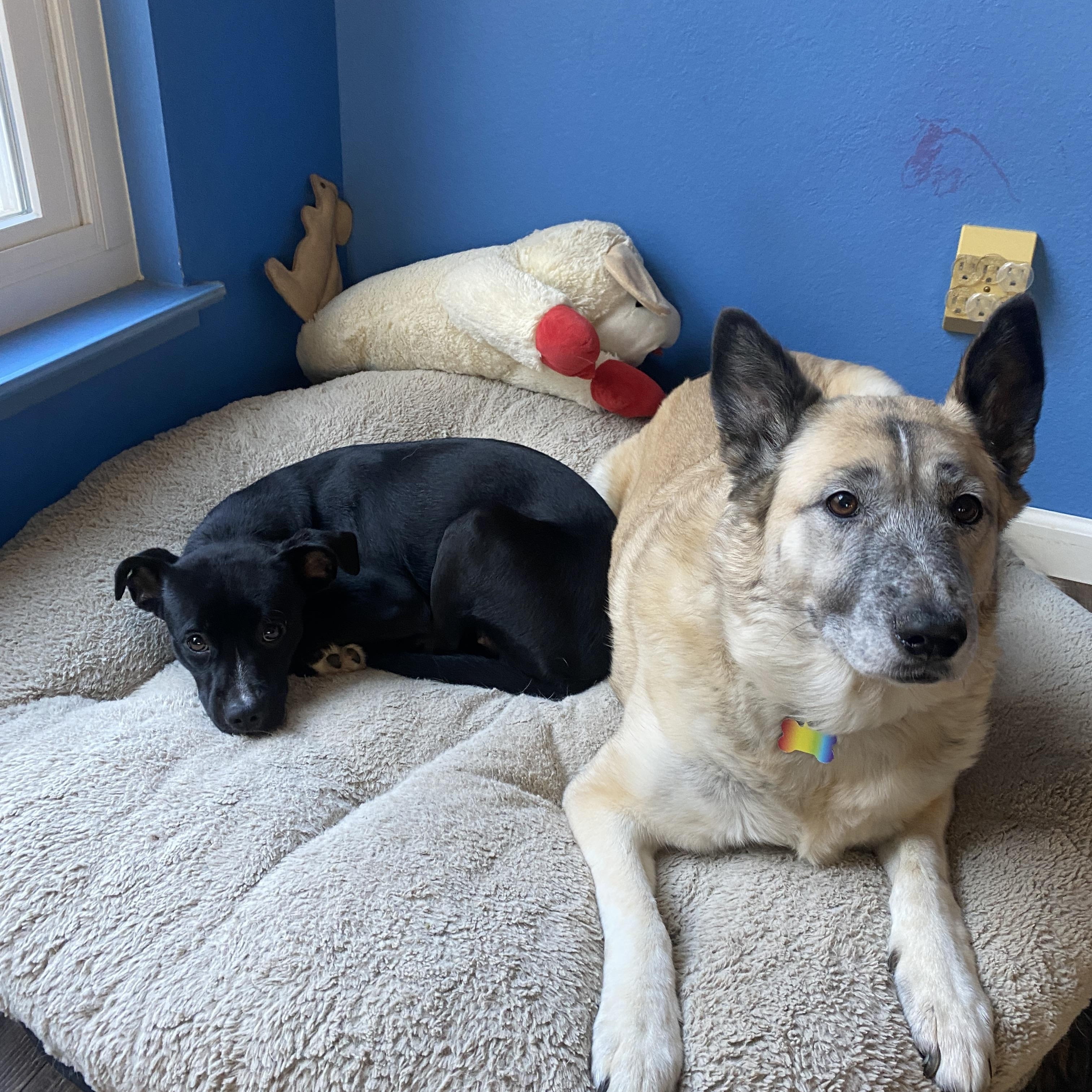 Chiquita, a Adopted mixed breed in Atascadero, CA image 2/6