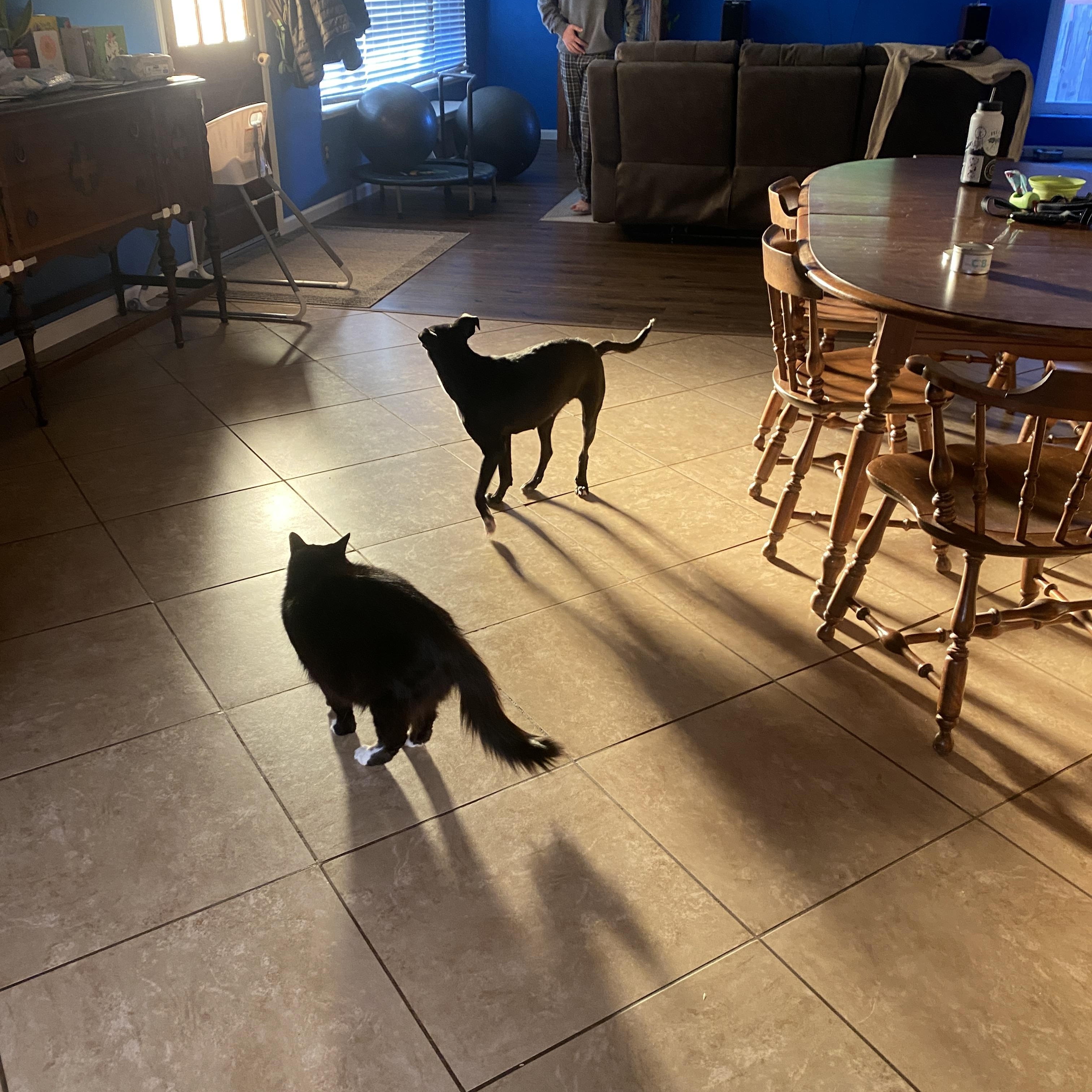 Chiquita, a Adopted mixed breed in Atascadero, CA image 3/6