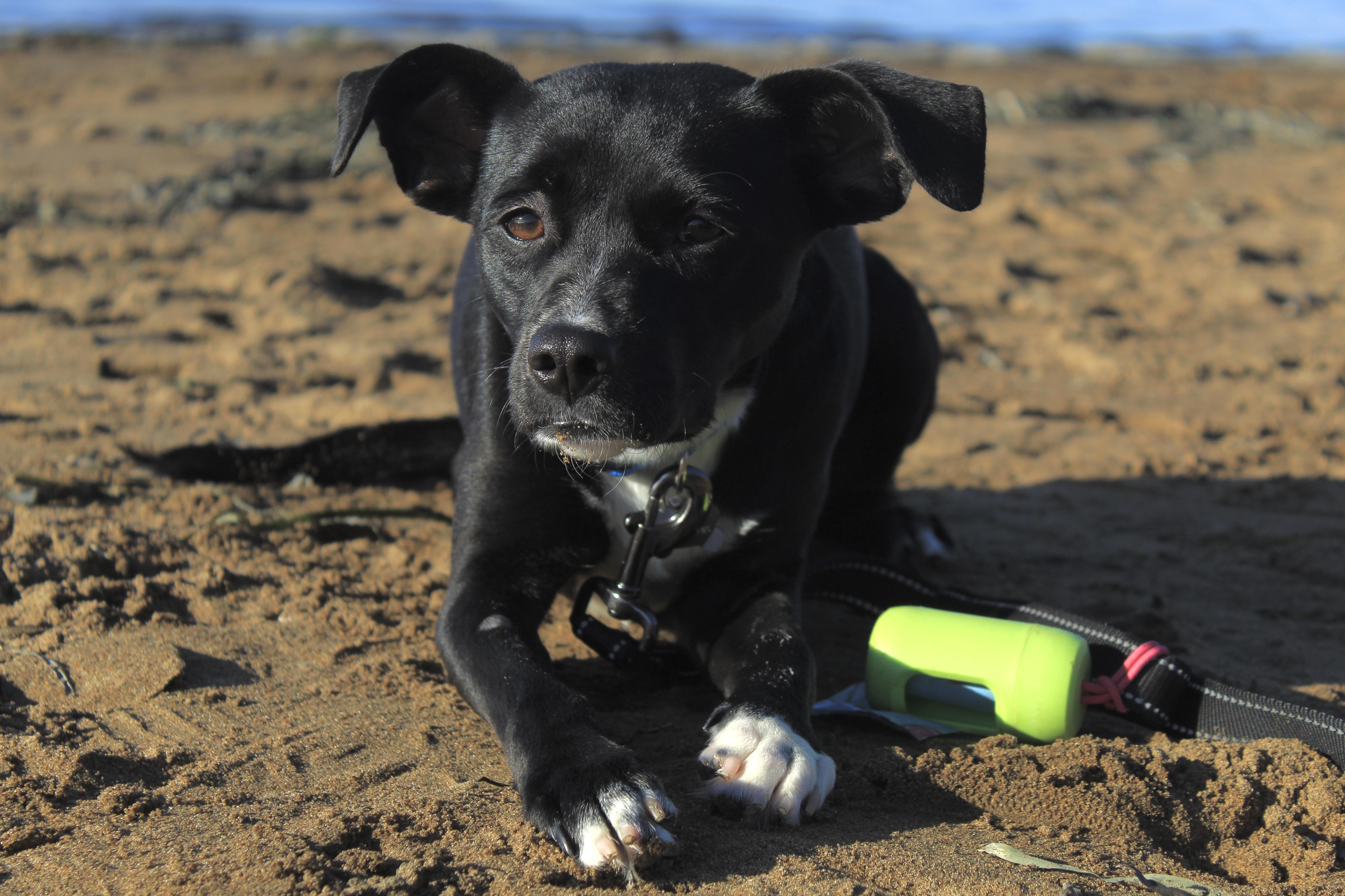 Chiquita, a Adopted mixed breed in Atascadero, CA image 4/6
