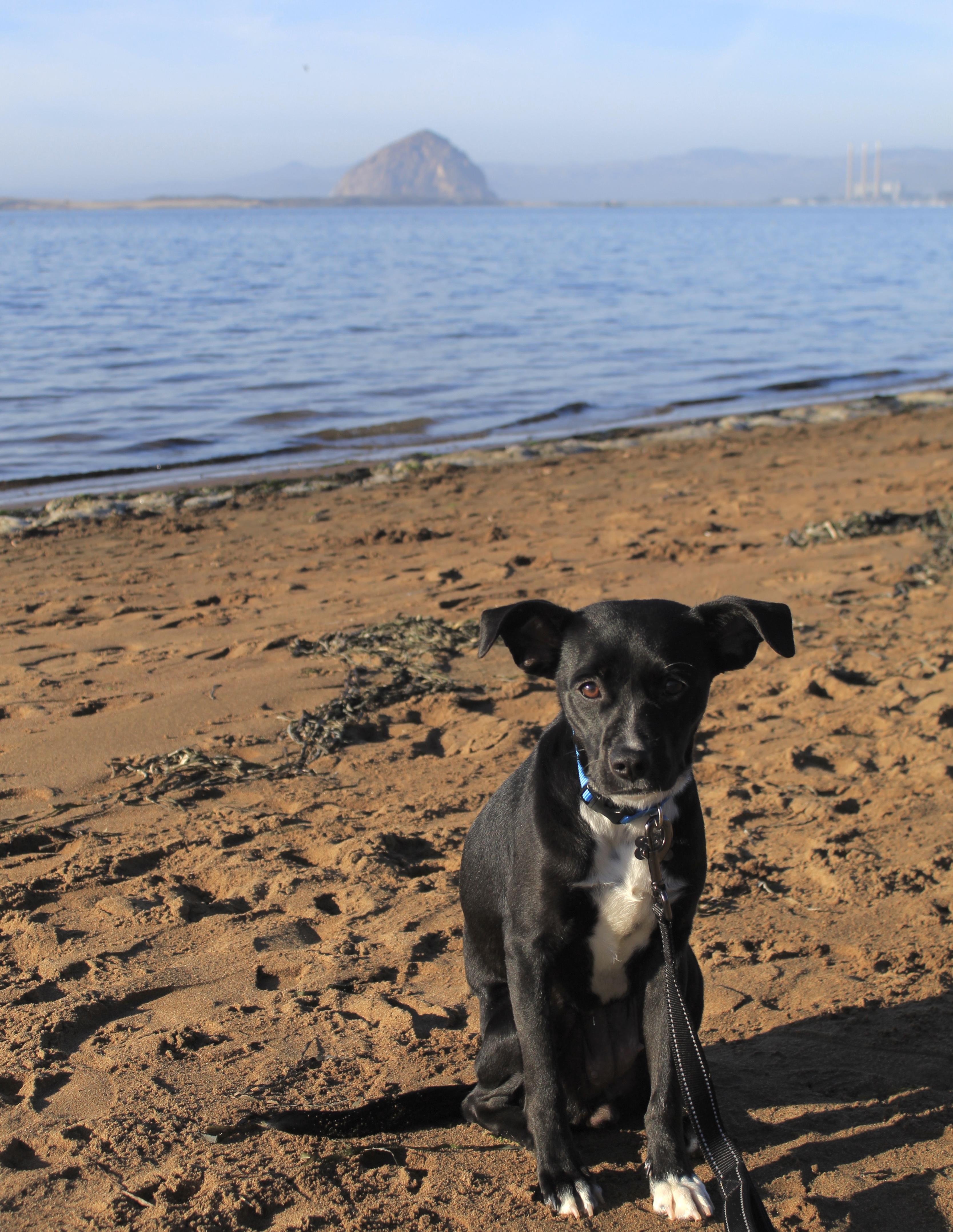 Chiquita, a Adopted mixed breed in Atascadero, CA image 5/6