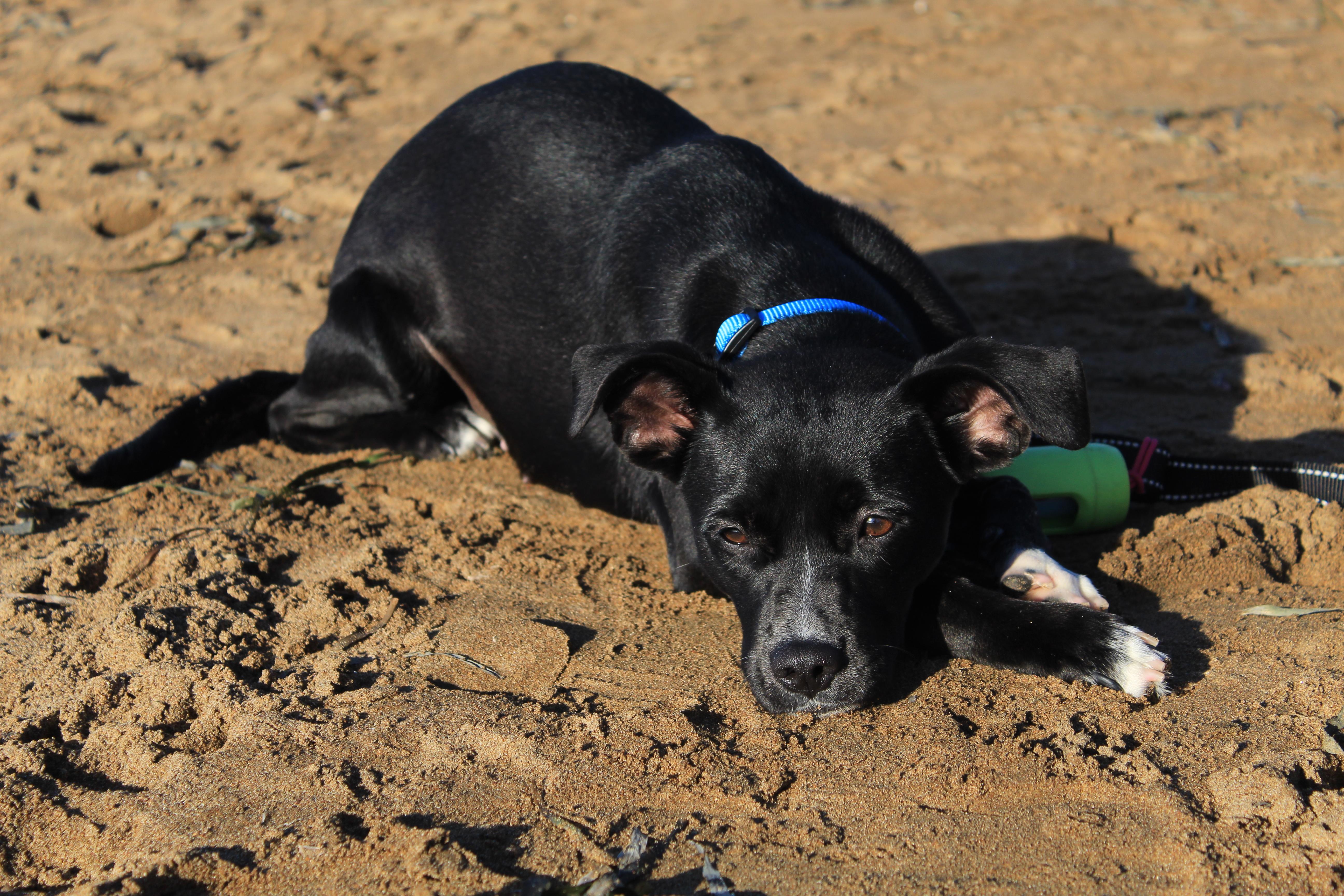Chiquita, a Adopted mixed breed in Atascadero, CA image 6/6