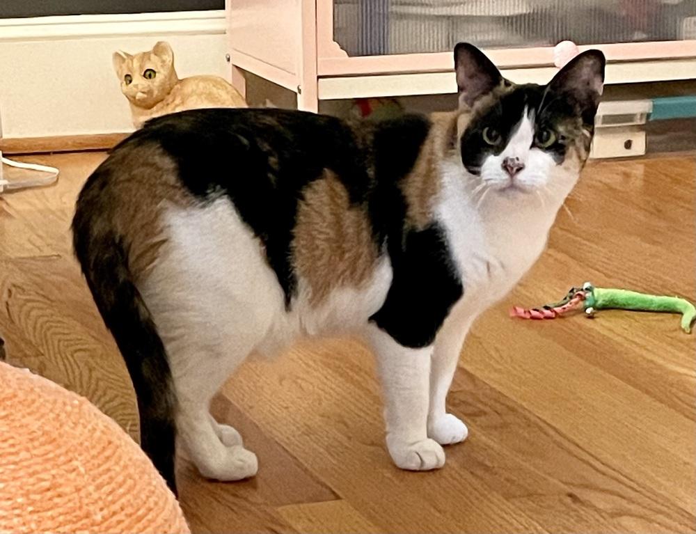 Ruby, a Adoptable Domestic Short Hair in Lake Wylie, SC image 1/6