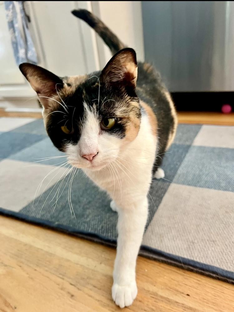 Ruby, a Adoptable Domestic Short Hair in Lake Wylie, SC image 2/6