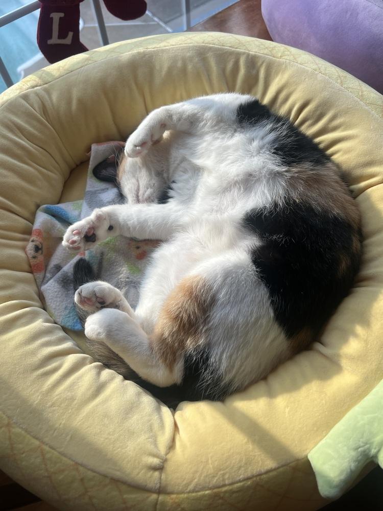 Ruby, Adoptable, Adult Female Domestic Short Hair.