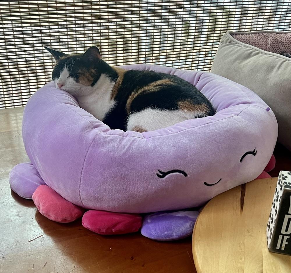 Ruby, a Adoptable Domestic Short Hair in Lake Wylie, SC image 5/6