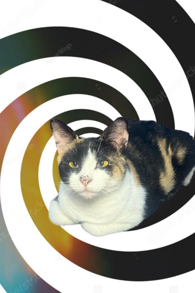 Ruby, a Adoptable Domestic Short Hair in Lake Wylie, SC image 6/6