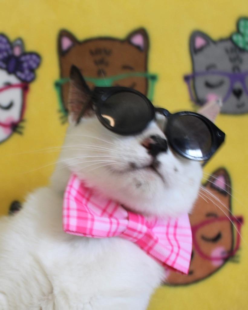 Leela, Adoptable, Adult Female Siamese & Domestic Short Hair.