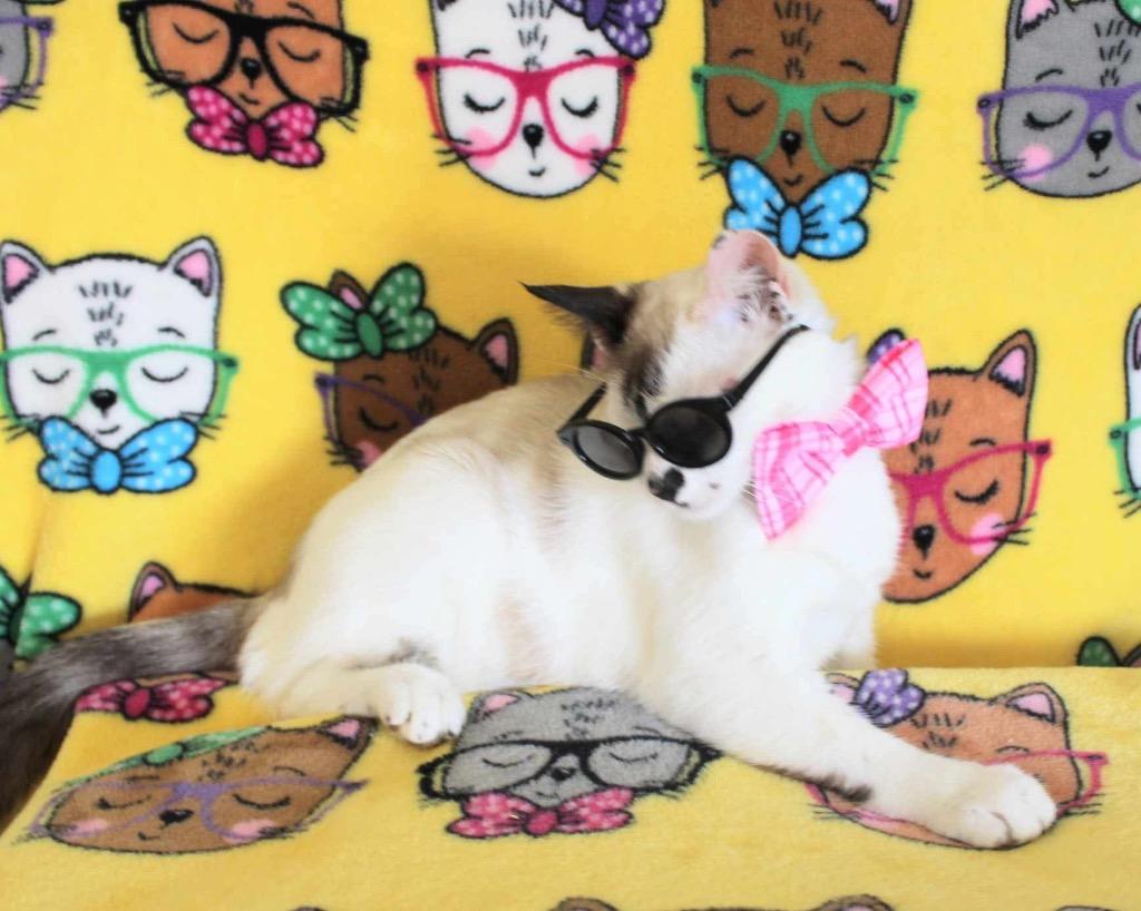 Leela, Adoptable, Adult Female Siamese & Domestic Short Hair.