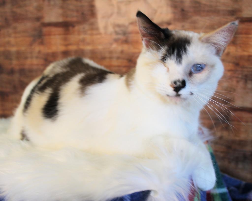 Enlarge Leela, a Adoptable mixed breed in New Braunfels, TX image 4/6