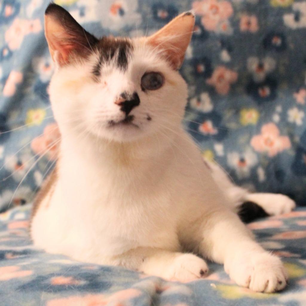 Enlarge Leela, a Adoptable mixed breed in New Braunfels, TX image 4/6