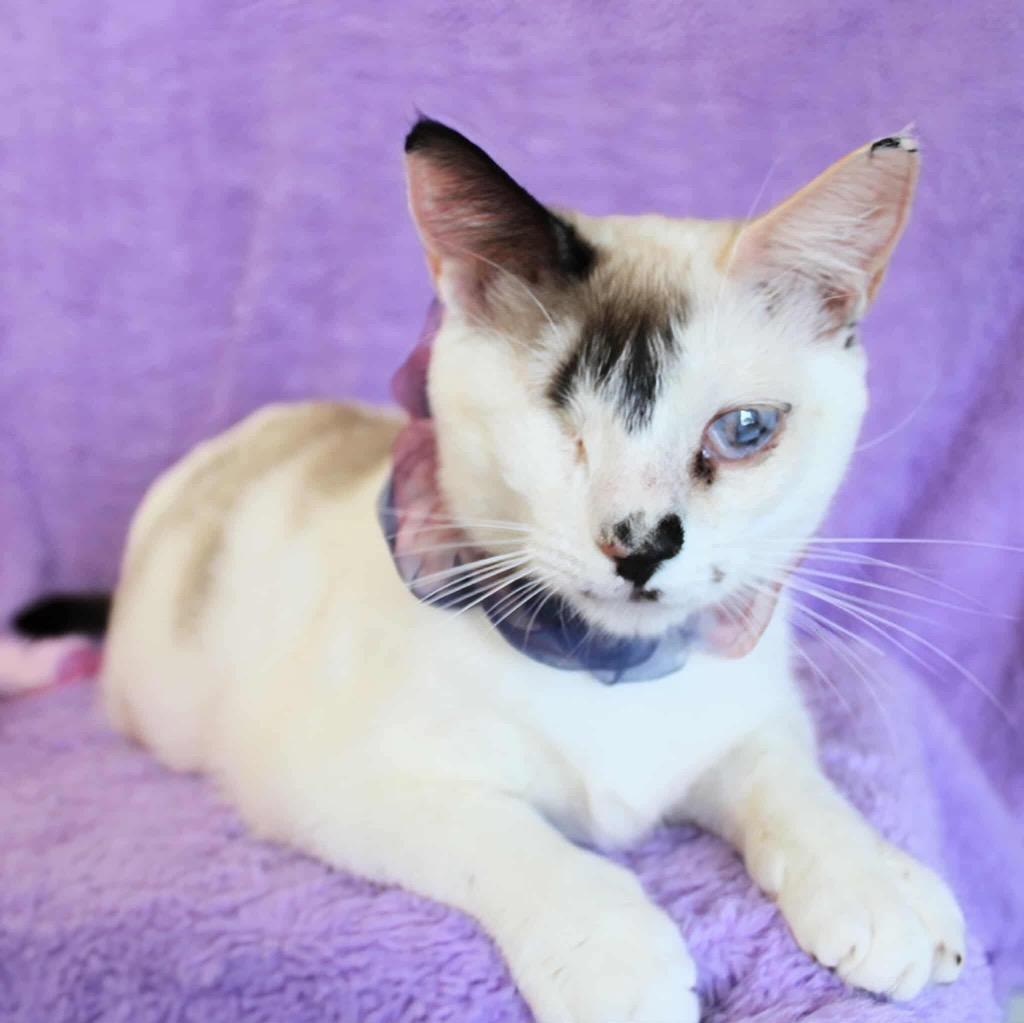 Leela, a Adoptable mixed breed in New Braunfels, TX image 3/6