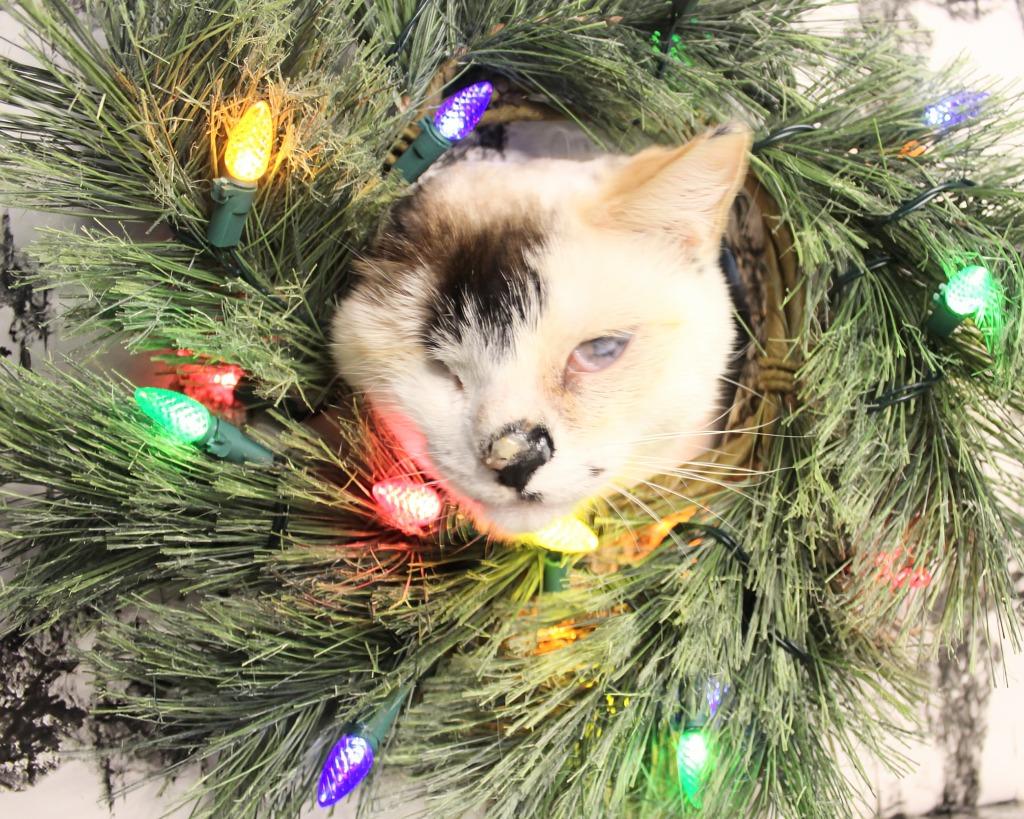 Leela, a Adoptable mixed breed in New Braunfels, TX image 4/6