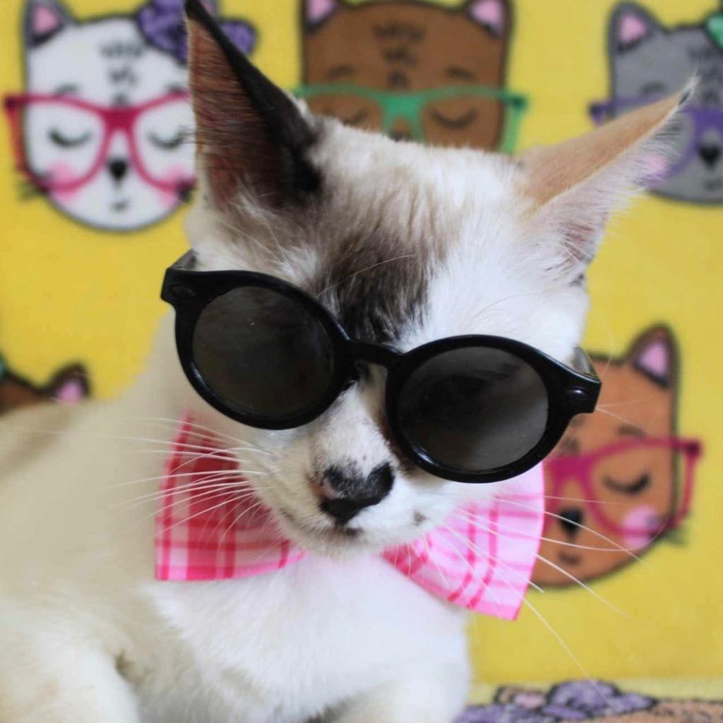 Leela, a Adoptable mixed breed in New Braunfels, TX image 6/6