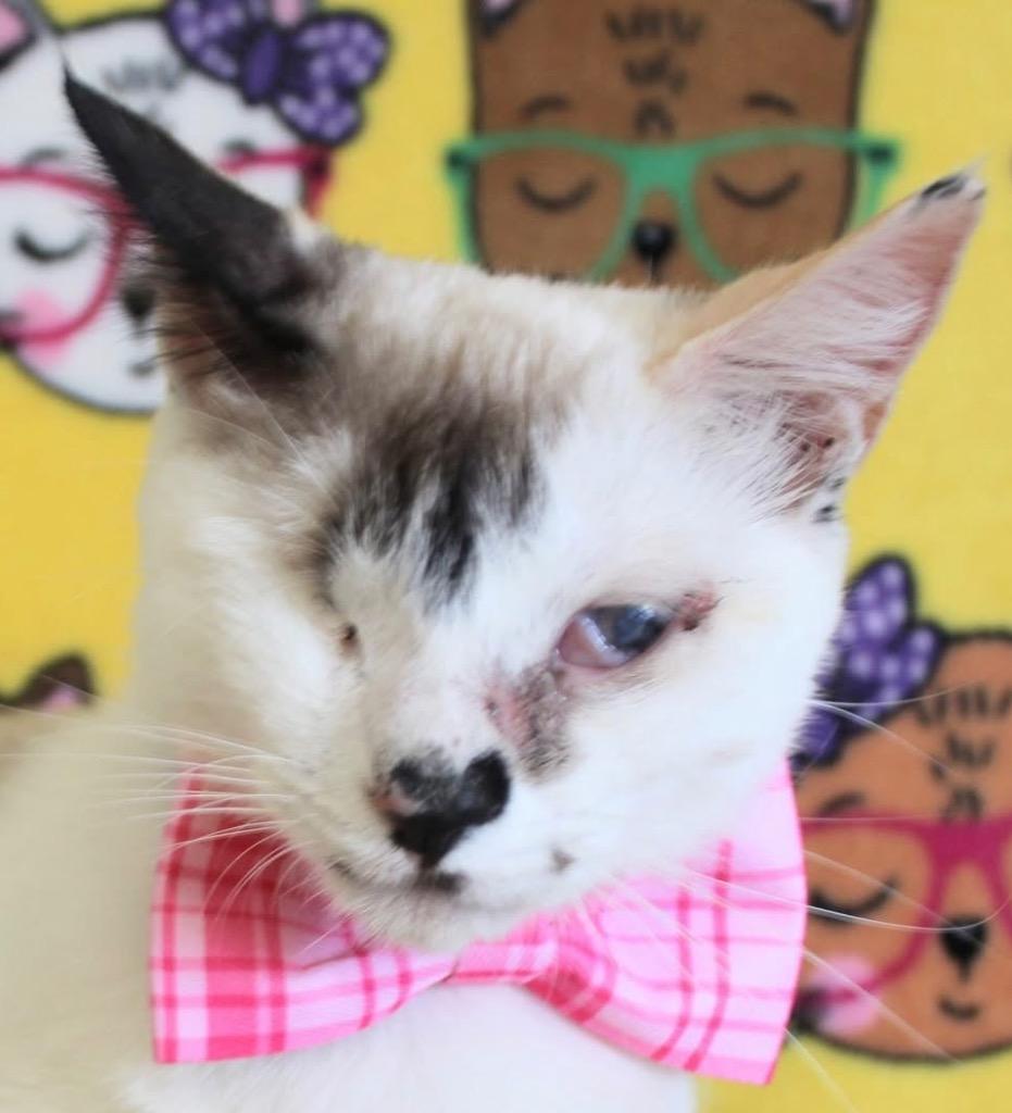 Leela, a Adoptable mixed breed in New Braunfels, TX image 6/6