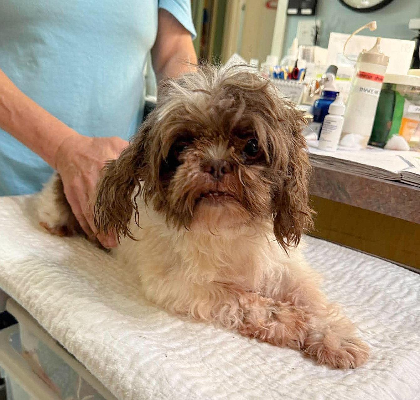 Enlarge Willard (NOT YET AVAILABLE), a Adoptable Shih Tzu in Benton, LA image 1/1