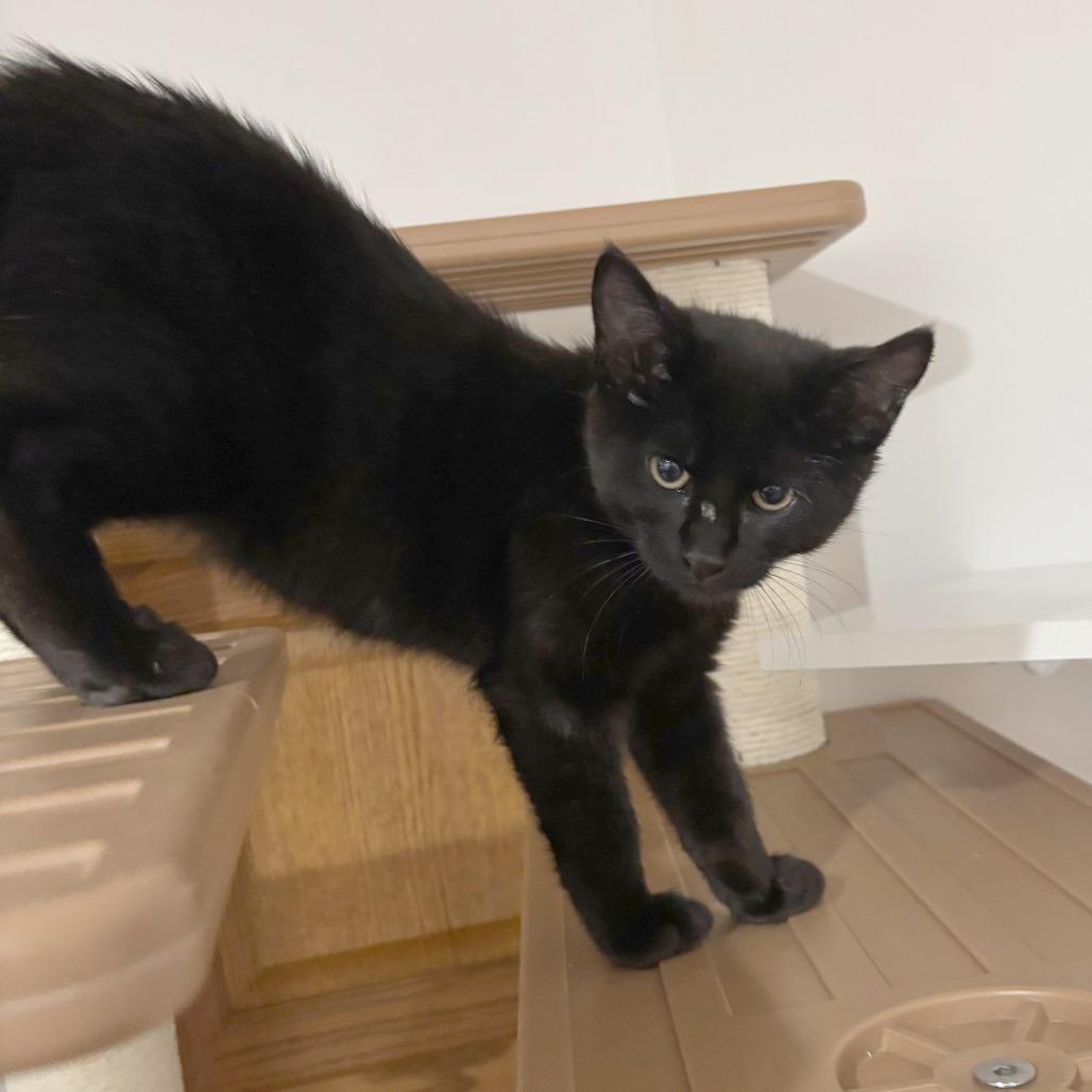 Enlarge Sundance, a Adoptable Domestic Short Hair in Wichita, KS image 1/6