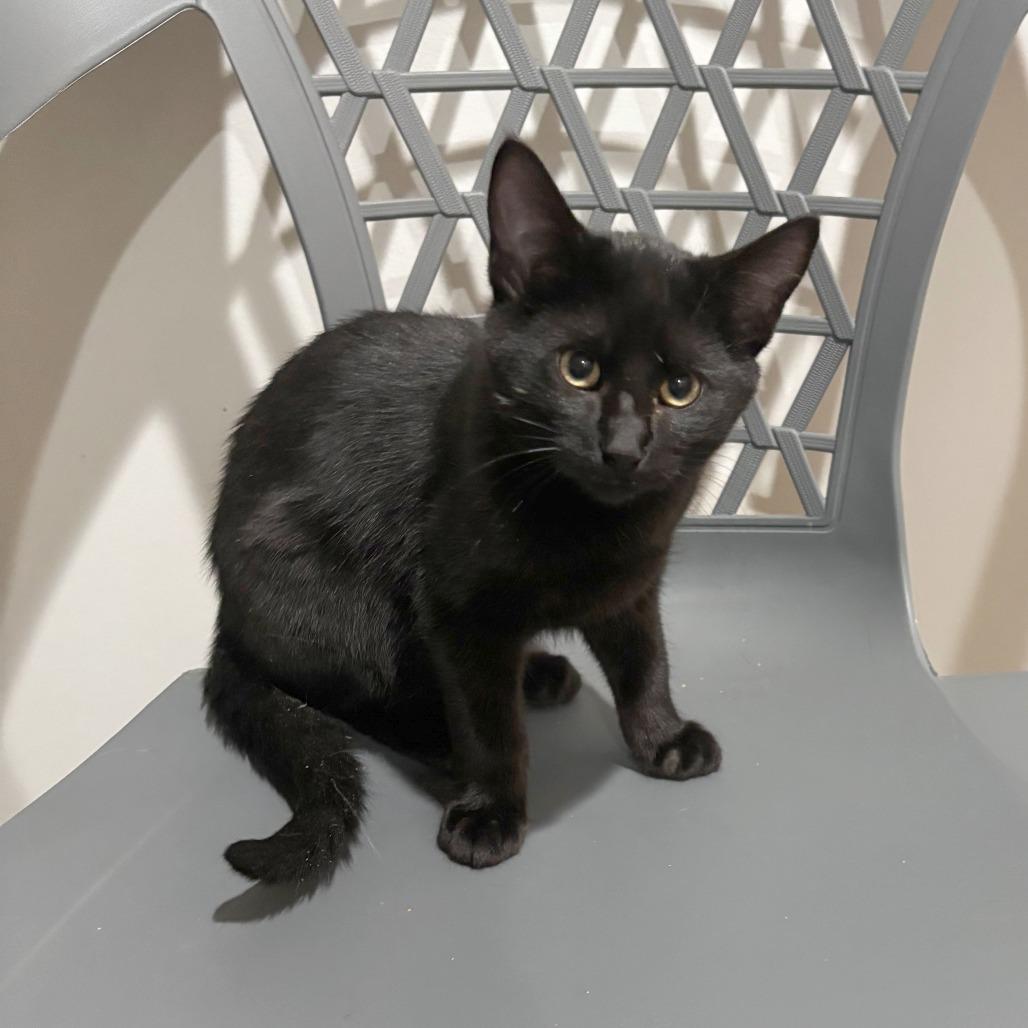 Enlarge Sundance, a Adoptable Domestic Short Hair in Wichita, KS image 2/6