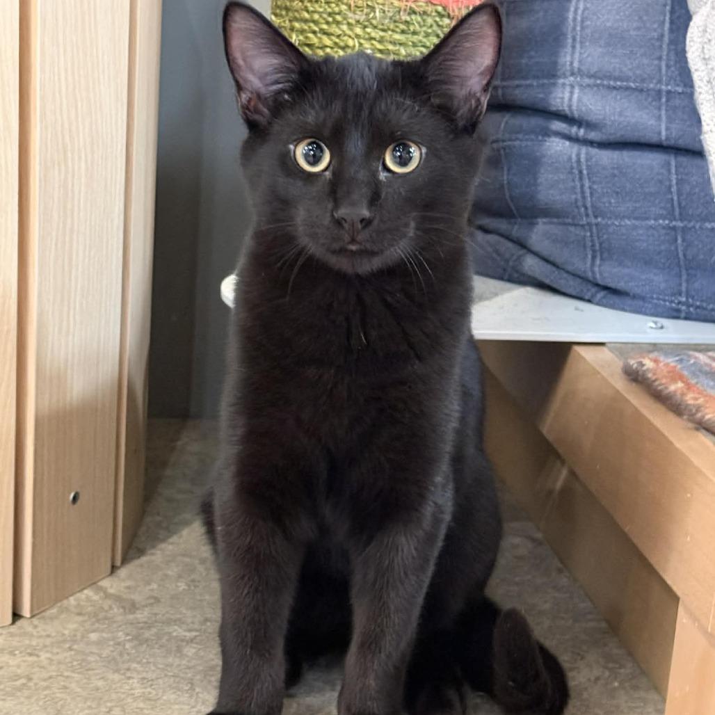 Enlarge Sundance, a Adoptable Domestic Short Hair in Wichita, KS image 5/6