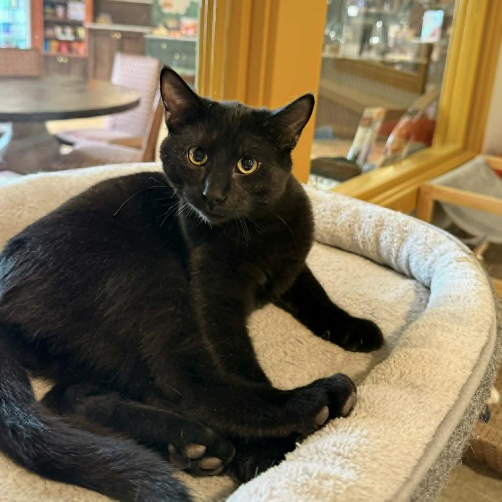 Enlarge Sundance, a Adoptable Domestic Short Hair in Wichita, KS image 6/6