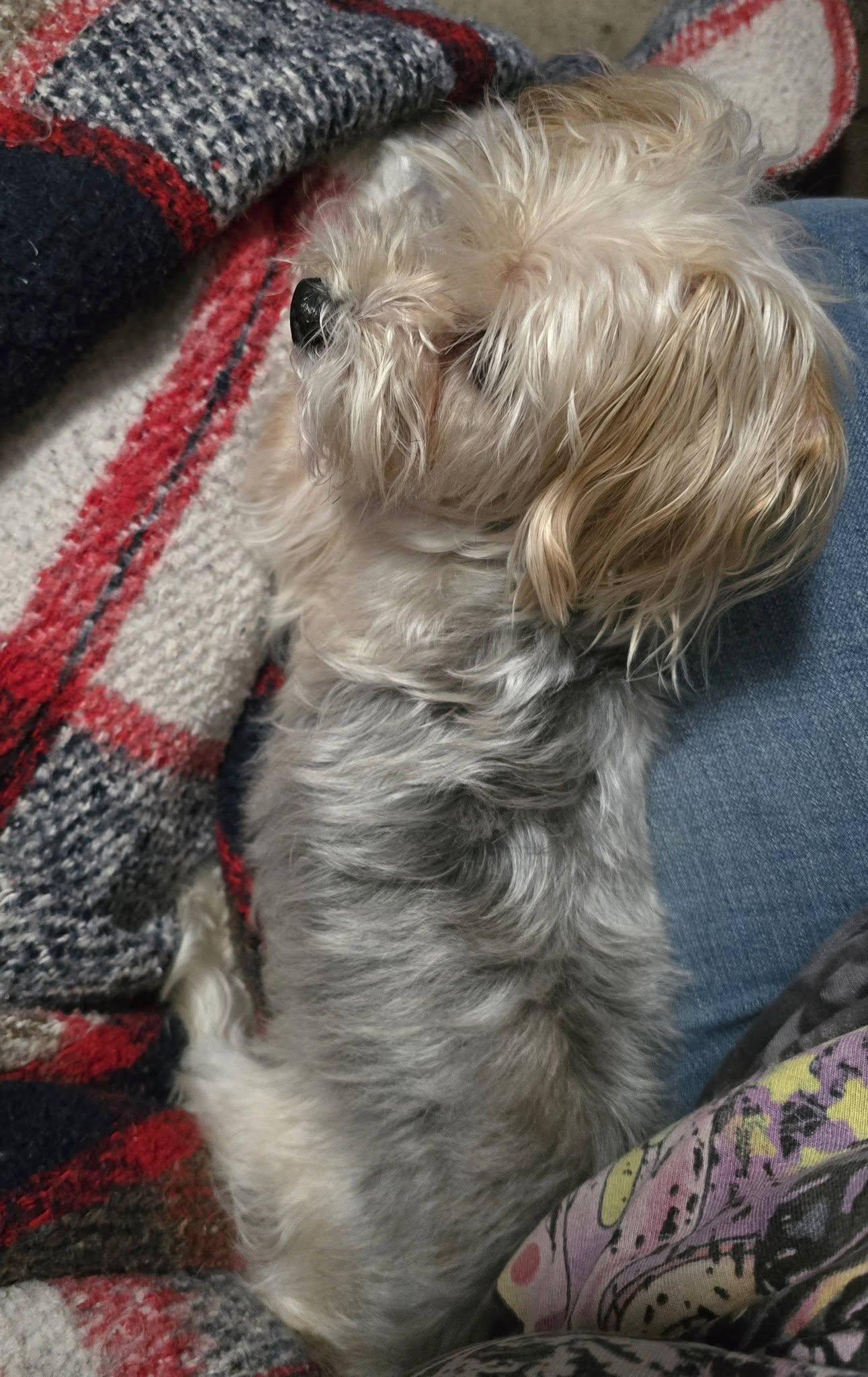 Minnie, Adoptable, Adult Female Yorkshire Terrier & Poodle.