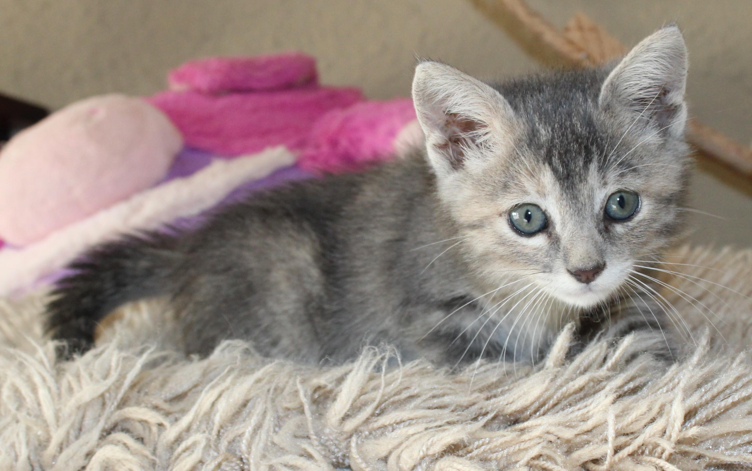 Churro, Adoptable, Kitten Female Domestic Short Hair.