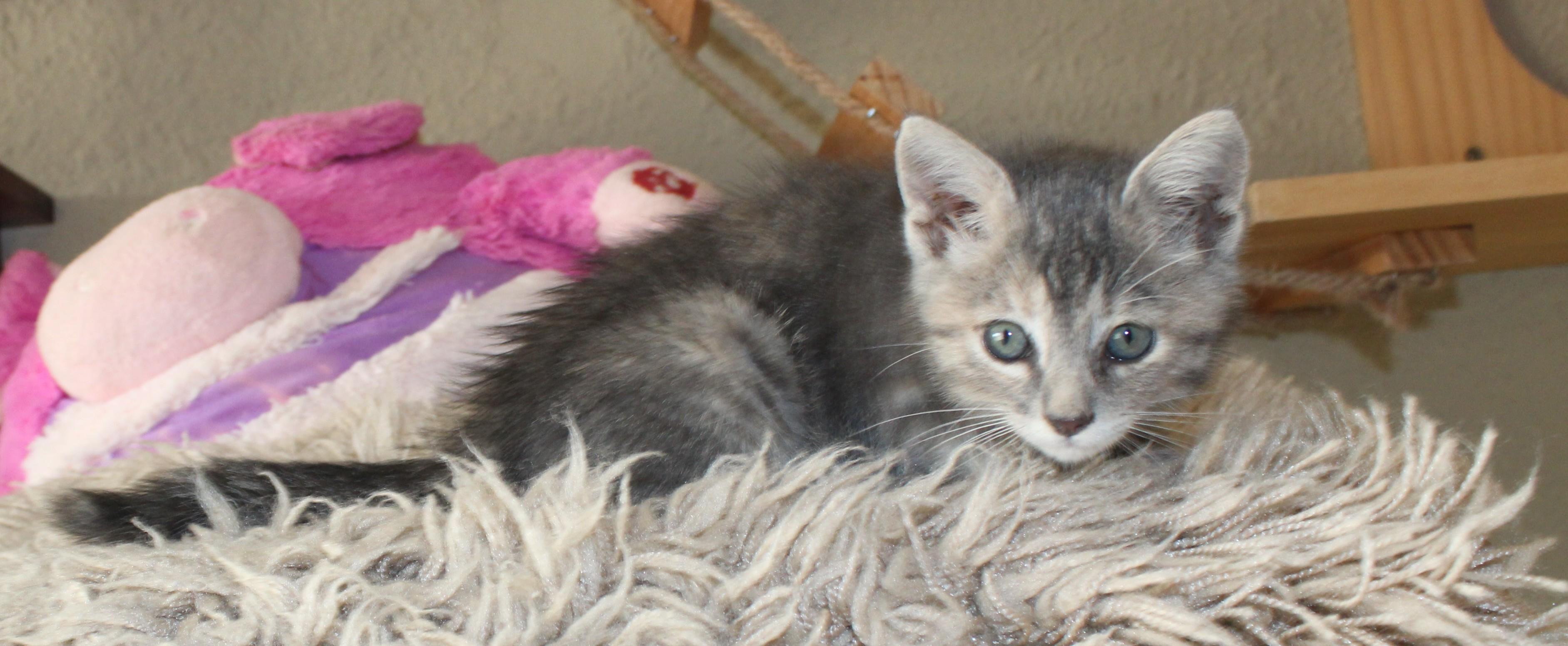 Enlarge Churro, a Adoptable Domestic Short Hair in Huron, SD image 2/4