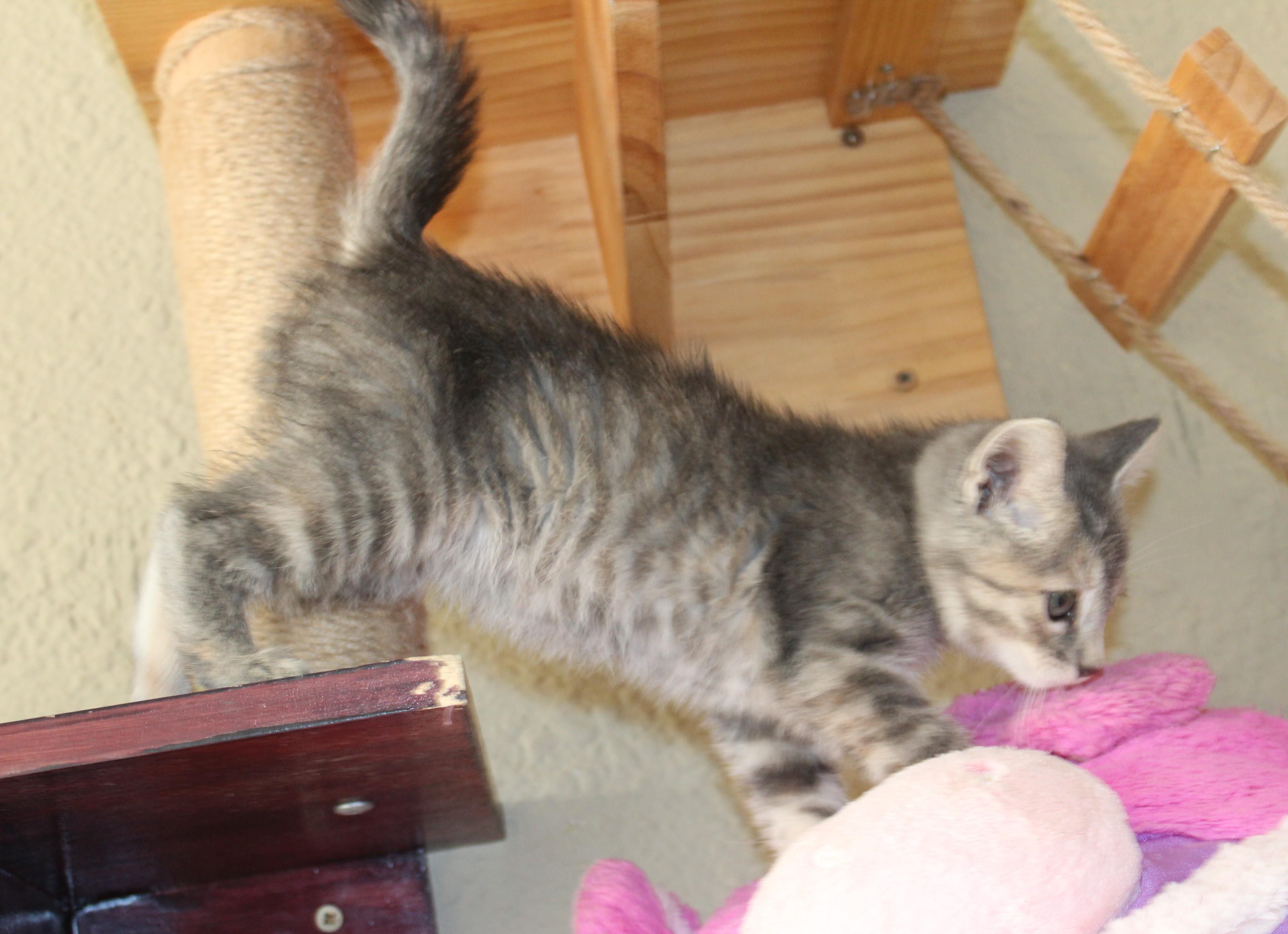 Enlarge Churro, a Adoptable Domestic Short Hair in Huron, SD image 3/4